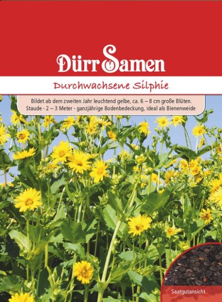 Durchwachsene Silphie