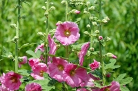Stockrose Halo Pink