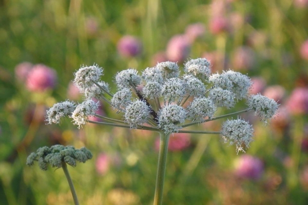 Engelwurz Angelica