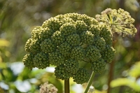 Engelwurz Angelica