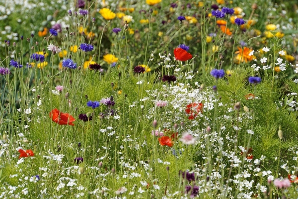 Wildblumen -und Kräuterwiese 75m²