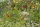 Wildblumen -und Kräuterwiese 15m²