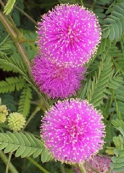 Großblütige Mimose