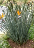 Binsen-Paradiesvogelblume Strelitzie