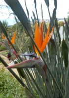 Binsen-Paradiesvogelblume Strelitzie