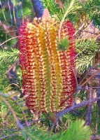 Rote Sumpf-Banksia