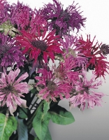 Indianernessel Monarda Mix