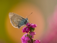 Hauhechel rosa Ononis spinosa