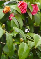 Camelie Zimmerbonsai
