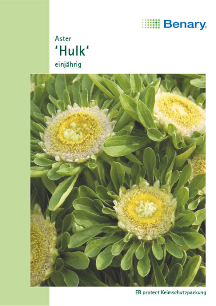 Aster Hulk, einjährig