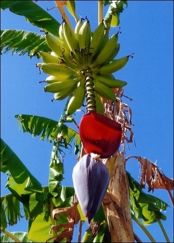 Große Essbanane