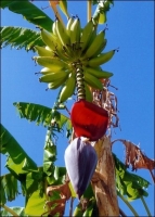 Große Essbanane