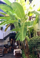 Große Essbanane