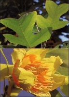 Tulpenbaum / 20 Samen