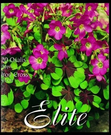Oxalis deppei "Iron Cross" - Glücksklee 25stk.