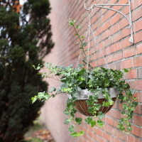 Wandhalterung für Blumenampel Löwe