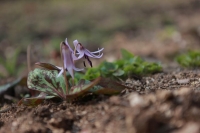 Hundszahn Erythronium Lilac Wonder 1 Stk.getopft