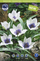 Tulpe humilis alba 10cm 5 Stk.