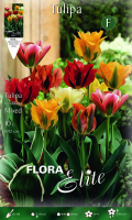 Tulpen Viridiflora-Mix 40cm 10 Stk.