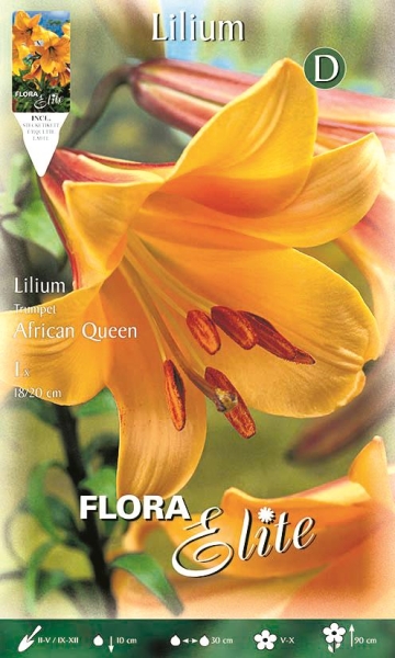 Trompetenlilie African Queen