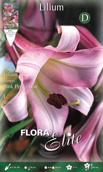 Trompetenlilie Pink Perfection