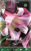 Trompetenlilie Pink Perfection
