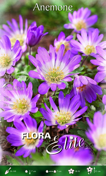 Anemone Blanda Pink Star 12cm 10Stk.