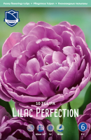 Tulpe Lilac Perfection 40cm 10Stk.