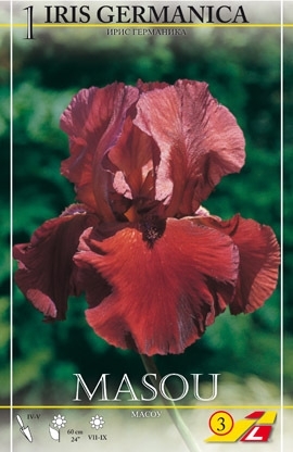 Iris germanica Red Zinger 1St.