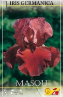 Iris germanica Red Zinger 1St.