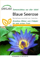 Blaue Seerose