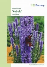 Liatris Prachtscharte MHD 12/2025