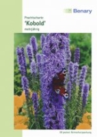 Liatris Prachtscharte MHD 12/2025