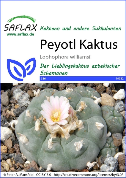 Peyotl Kaktus