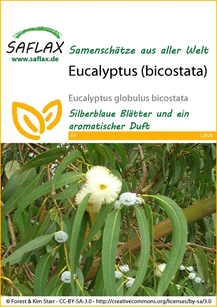 fertighecke portugiesischer kirschlorbeer Portugiesischer Kirschlorbeer – Prunus lusitanica ‘Angustifolia’ (Hecke)