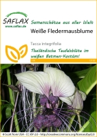 Weiße Fledermausblume 10 Korn MHD 05/24
