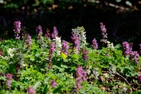 Lerchensporn Corydalis solida