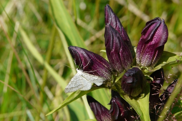 Ungarischer Enzian Gentiana pannonica, 2,95