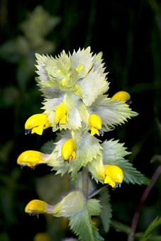 Klappertopf Rhinanthus