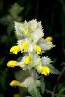 Klappertopf Rhinanthus