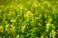 Klappertopf Rhinanthus