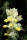 Klappertopf Rhinanthus