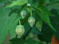 Abutilon vitifolium Schönmalve