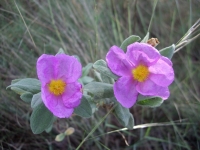 Zistrose Cistus incanus