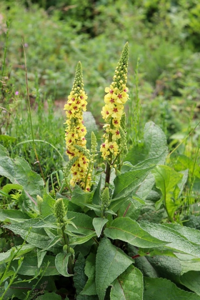 Königskerze Wildform Verbascum nigrum