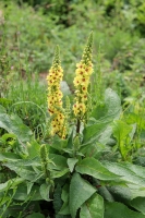 Königskerze Wildform Verbascum nigrum