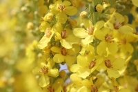 Königskerze Wildform Verbascum nigrum