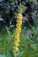 Königskerze Wildform Verbascum nigrum