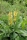 Königskerze Wildform Verbascum nigrum
