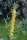 Königskerze Wildform Verbascum nigrum
